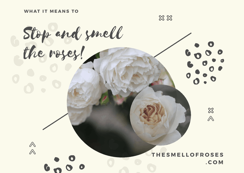 What does it mean to take time to smell the roses?